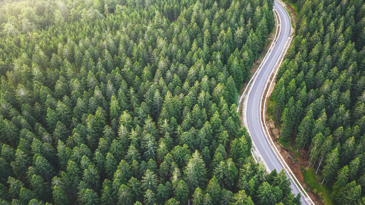 twisting road representing the curved nature of scoliosis