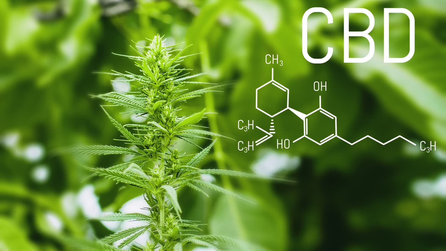 Can Cannabinoids Help Lupus and Other Diseases? > News > Yale Medicine