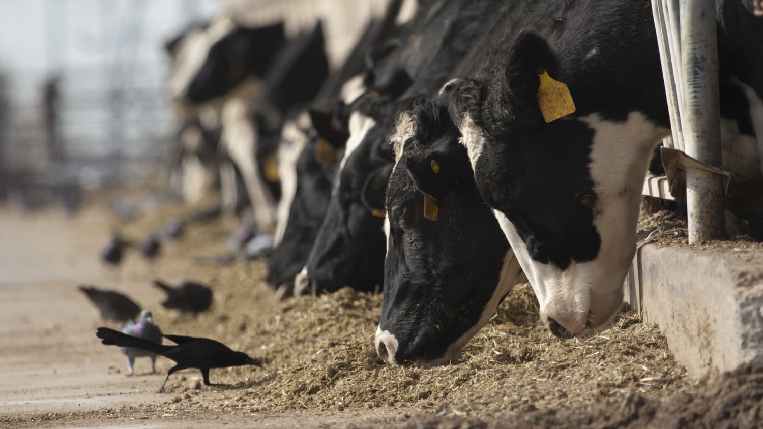 birds and cows, representing spread of H5N1, or bird flu