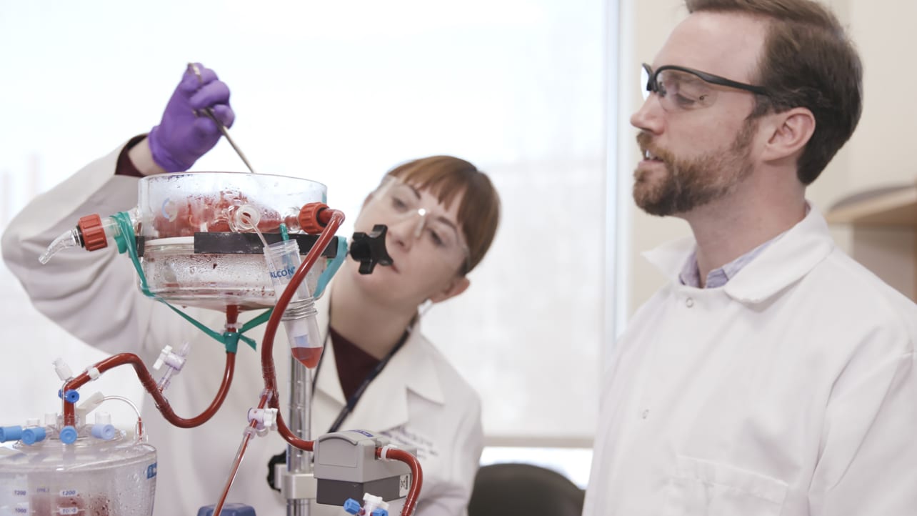 Two doctors perform an experiment on a kidney.