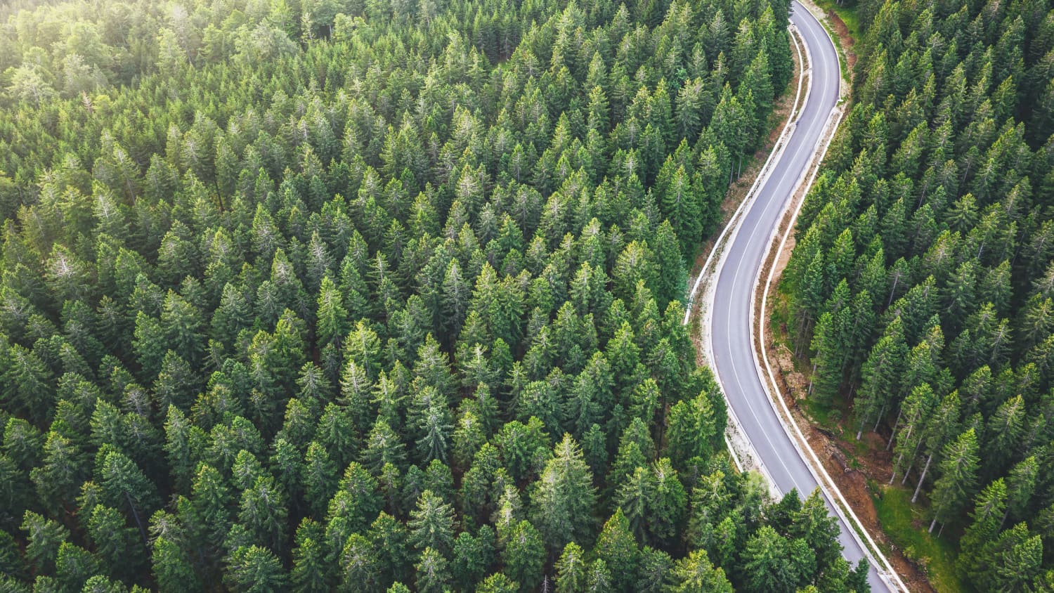 twisting road representing the curved nature of scoliosis