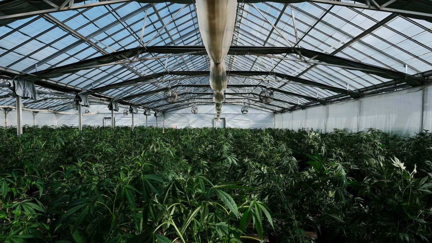 cannabis, the cause of Cannabis/Marijuana Use Disorder, grown in a greenhouse