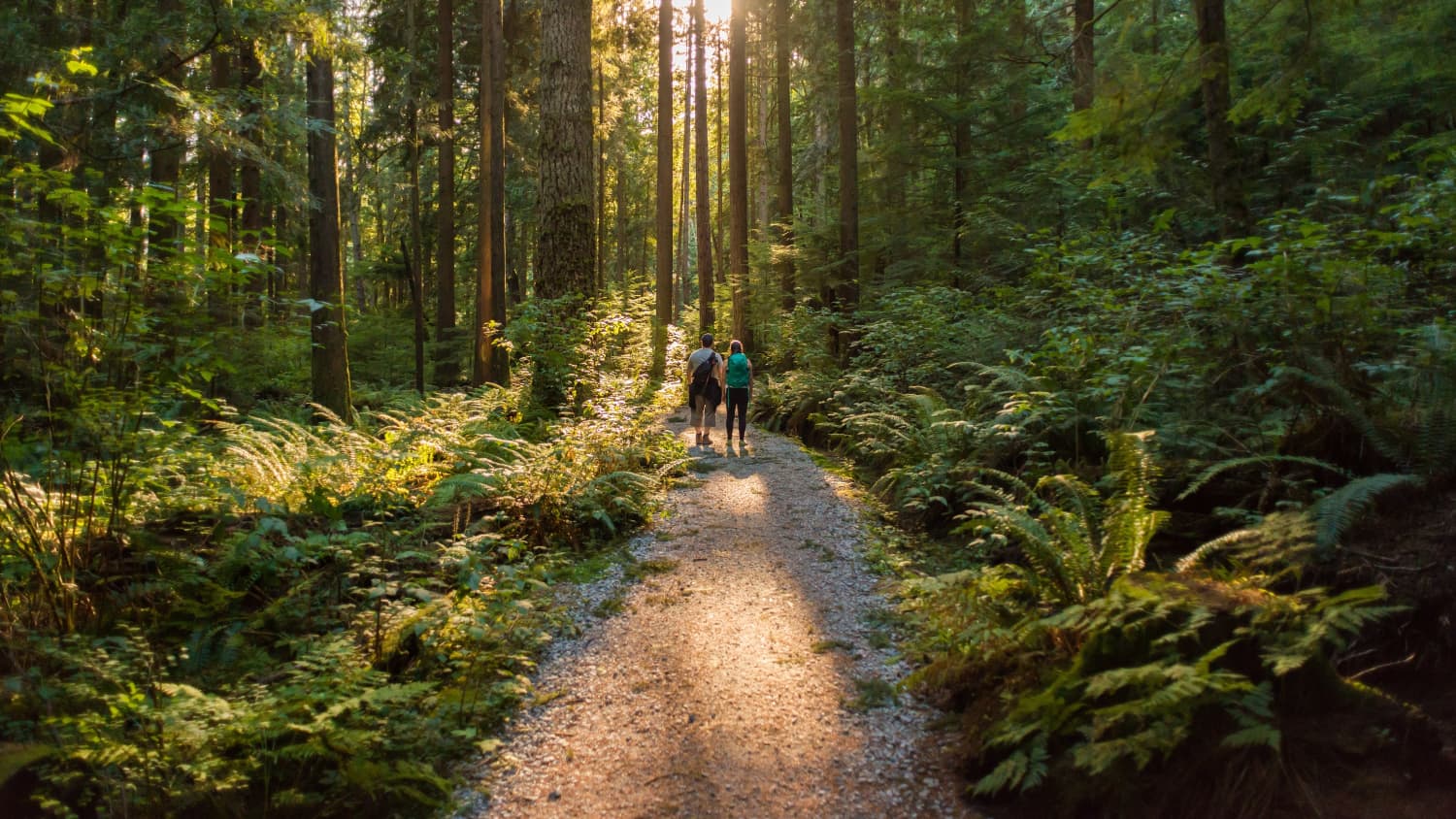 people hiking in a forest, concerned about EEE