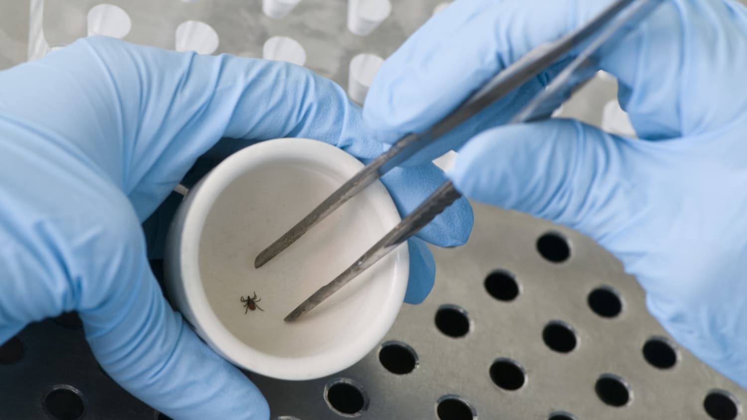 Detecting Tick-Borne Illnesses with gloved hands and tweezers.