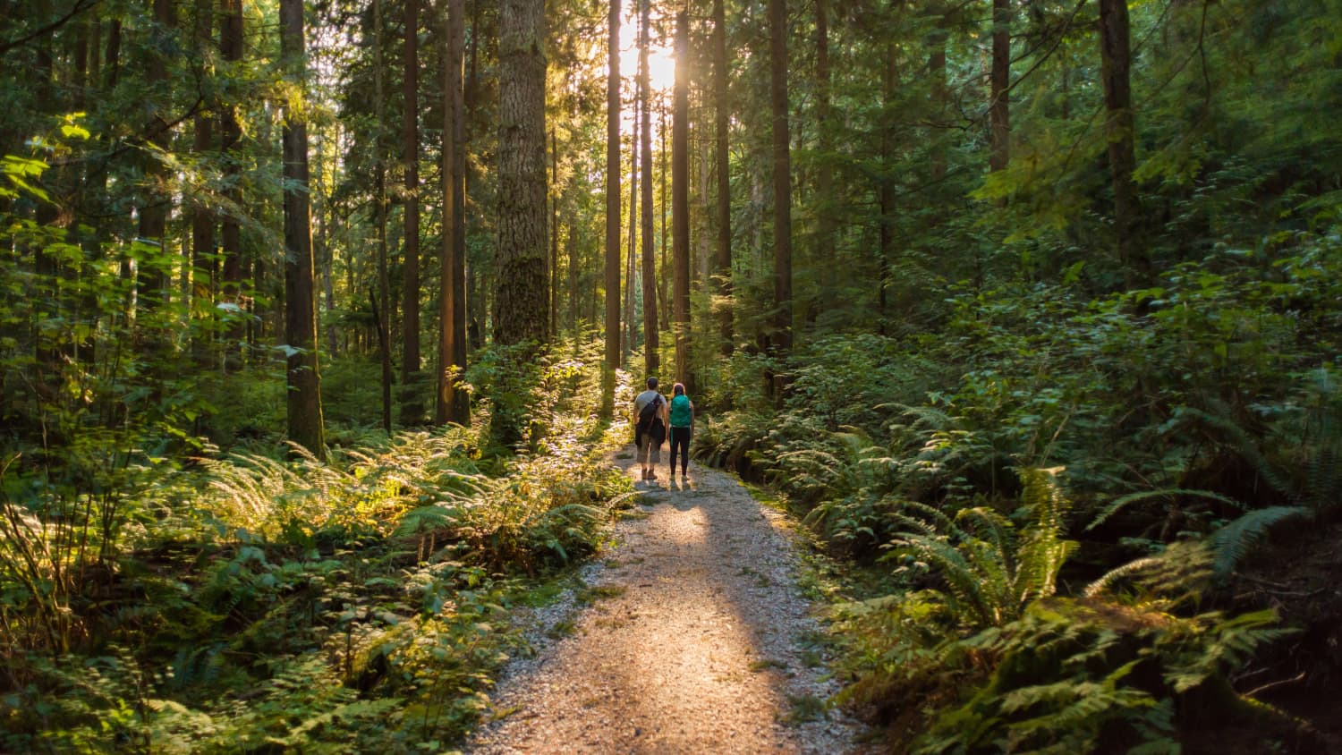 people hiking in a forest, concerned about EEE