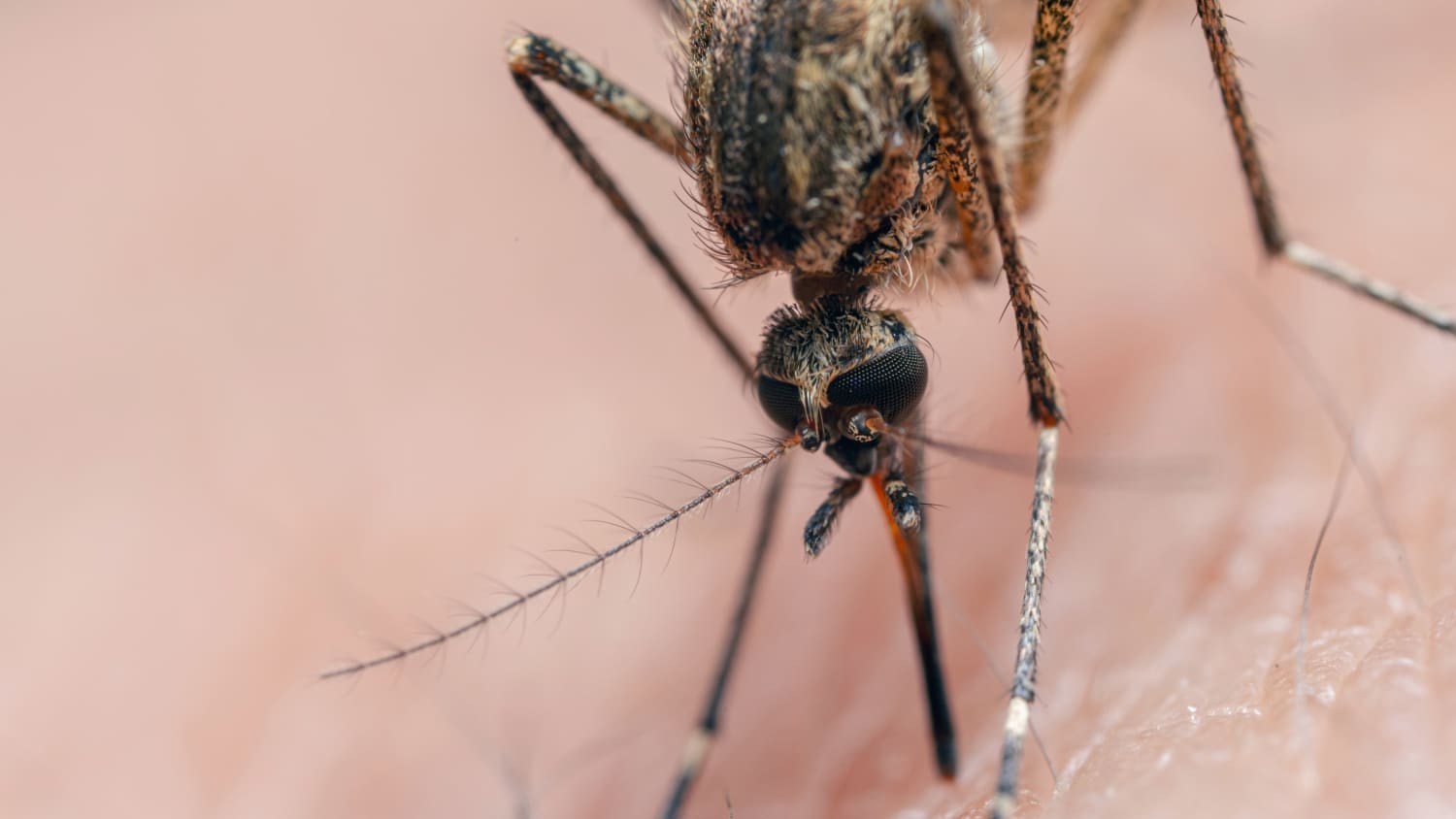 mosquito biting a human, leading to dengue fever