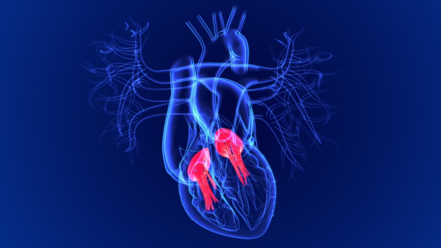 illustration of tricuspid and bicuspid valve 