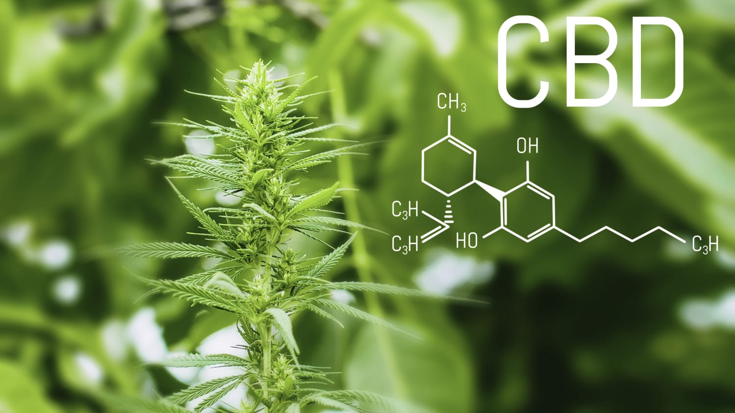 Cannabinoids and lupus treatment