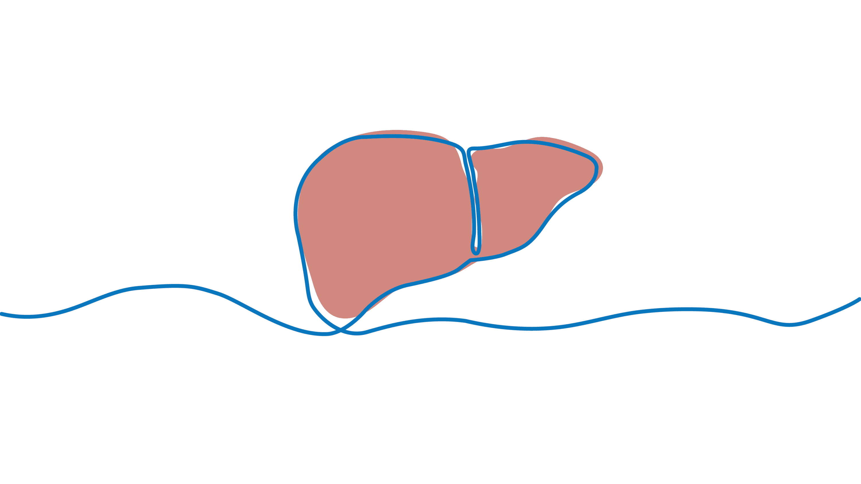 Line drawing of a liver