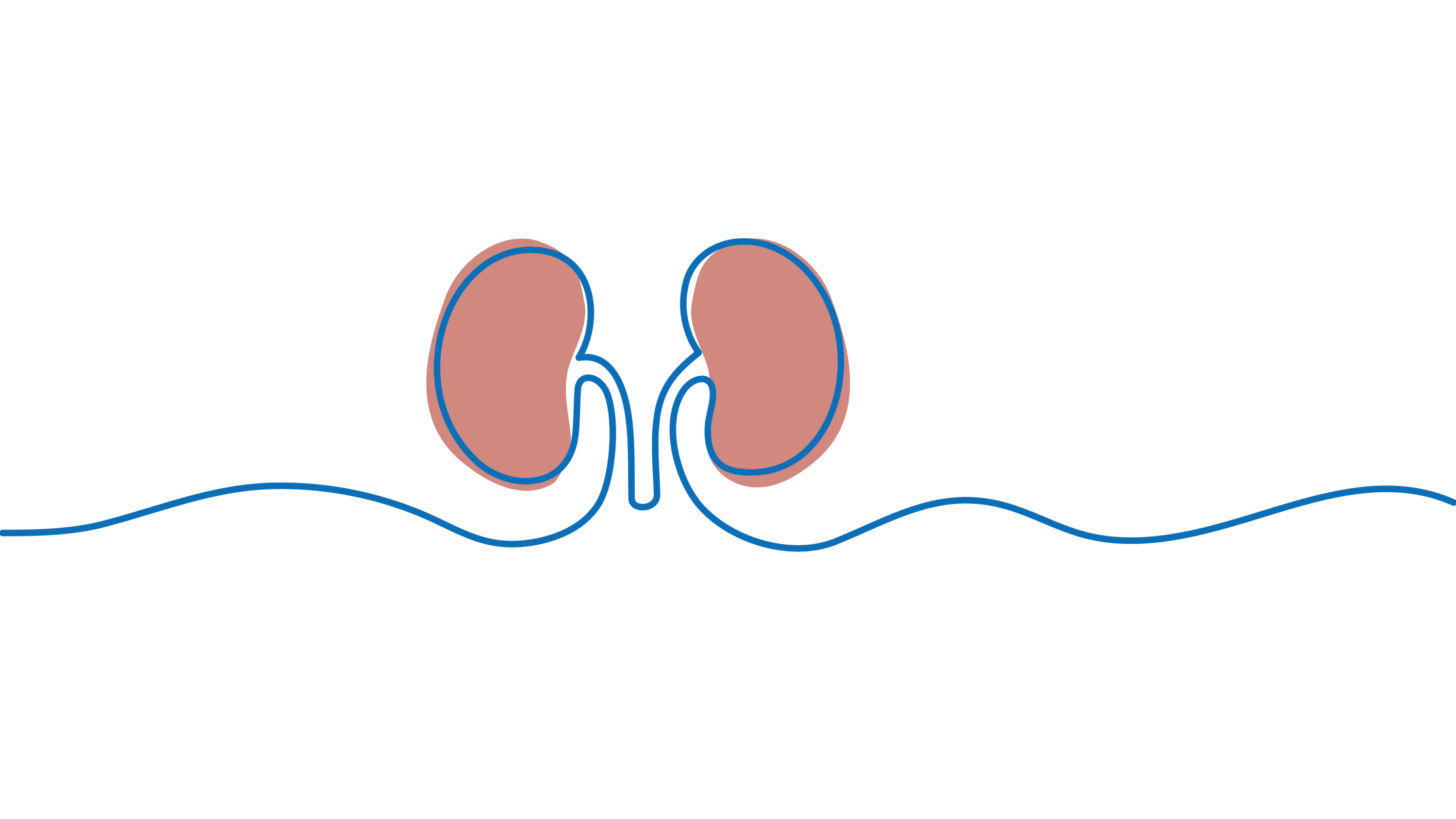 Line drawing of a kidney