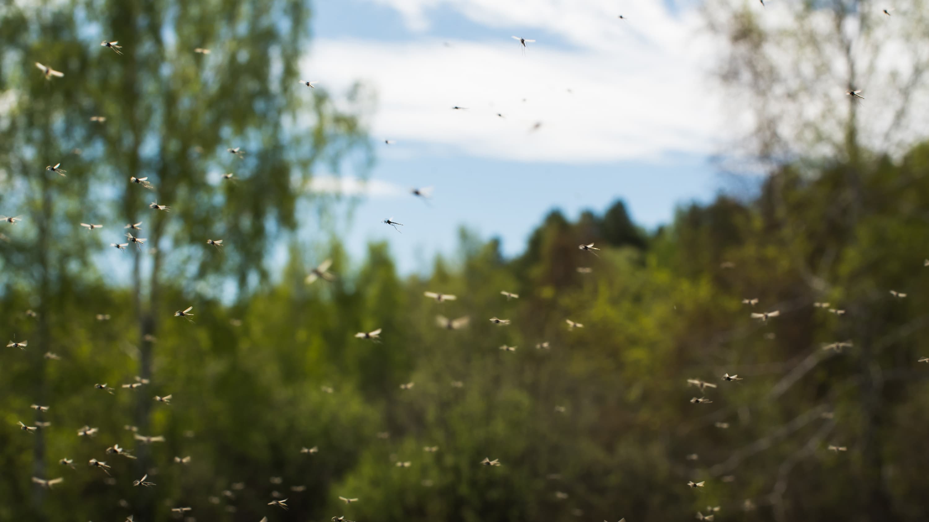 a swarming cloud of mosquitoes, which can carry parasitic diseases