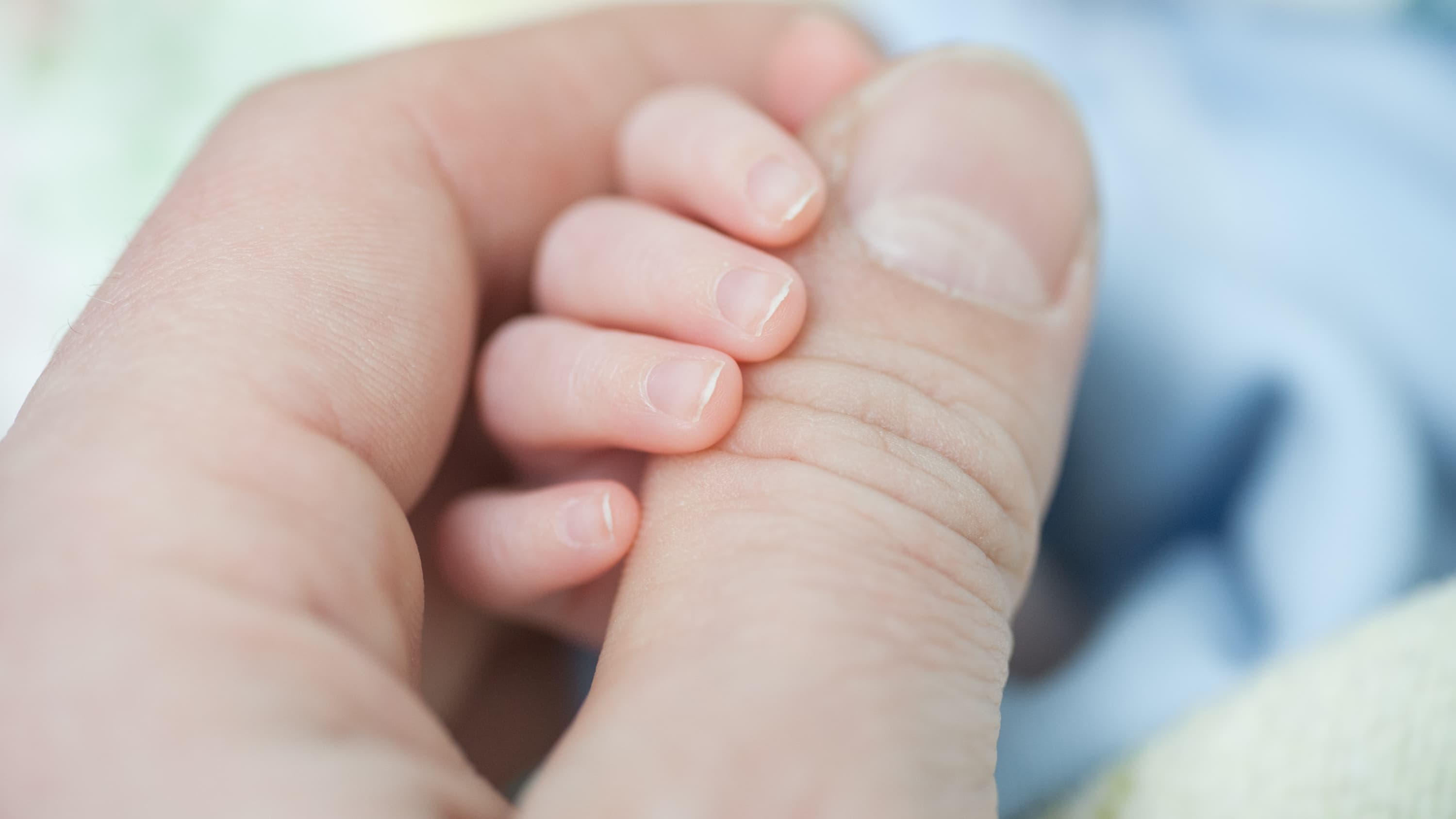 a closeup of an premature infant's fingers gripping an adult hand
