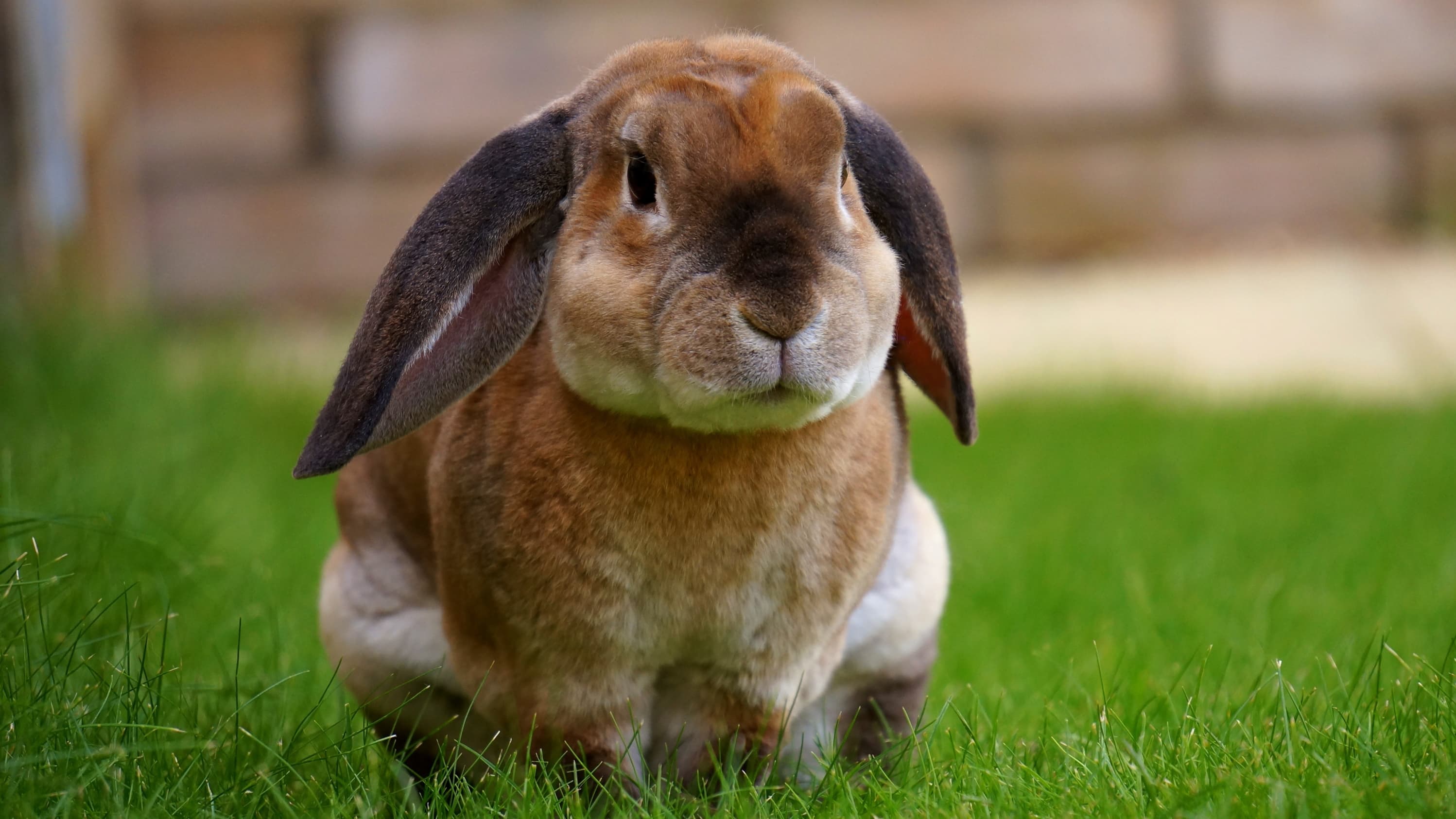 best-bunny-treats