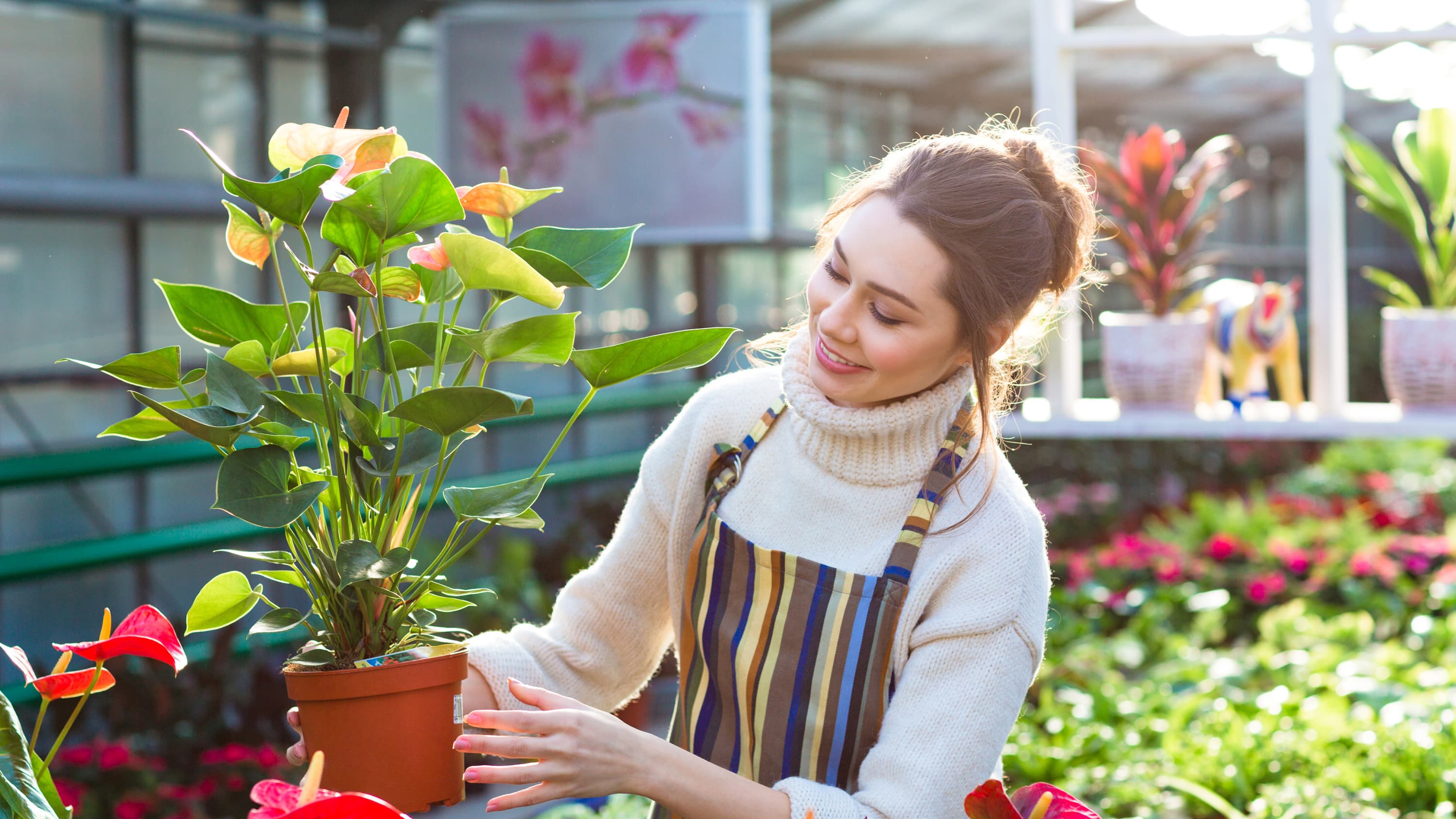 A woman is gardening with a striped apron on, she is inspecting a potted plant who could be wearing sunscreen to prevent squamous cell carcinoma