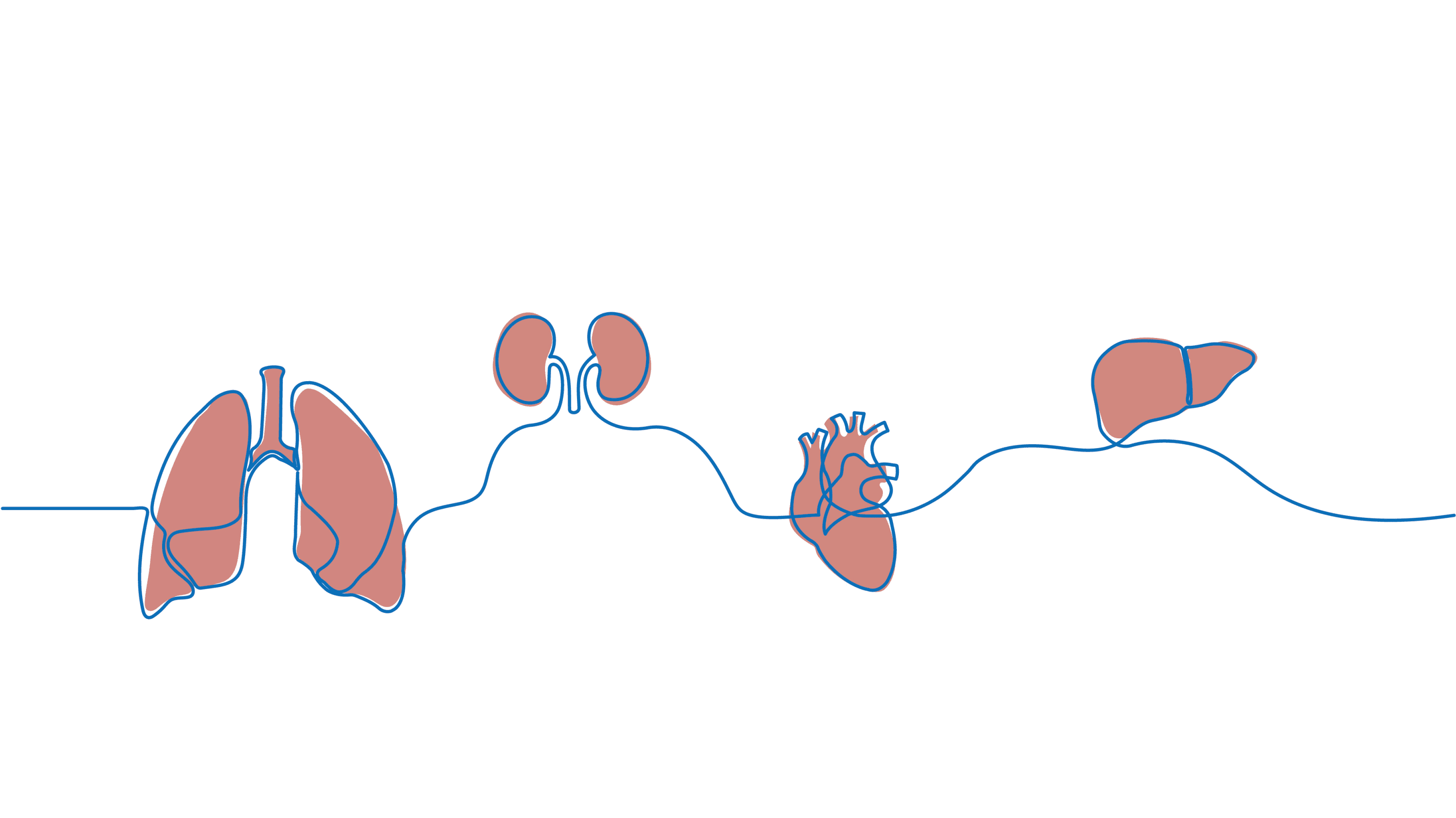 Line drawing of organs connected by one line