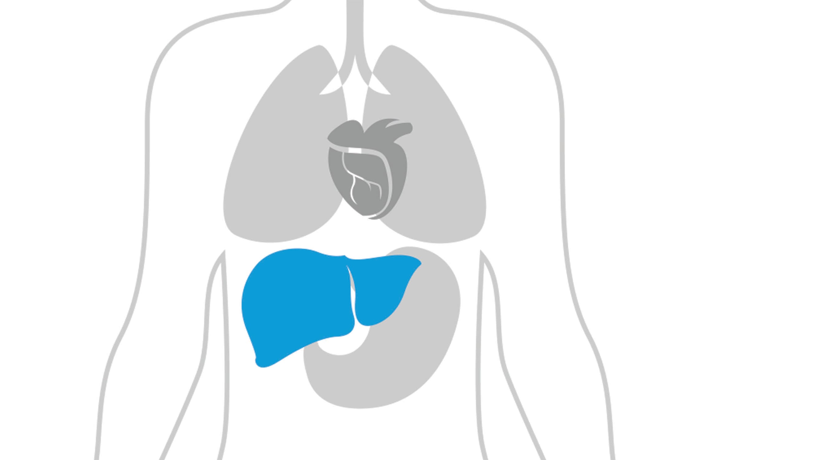 Illustration of the body shows the location of the liver where fatty liver disease can develop.