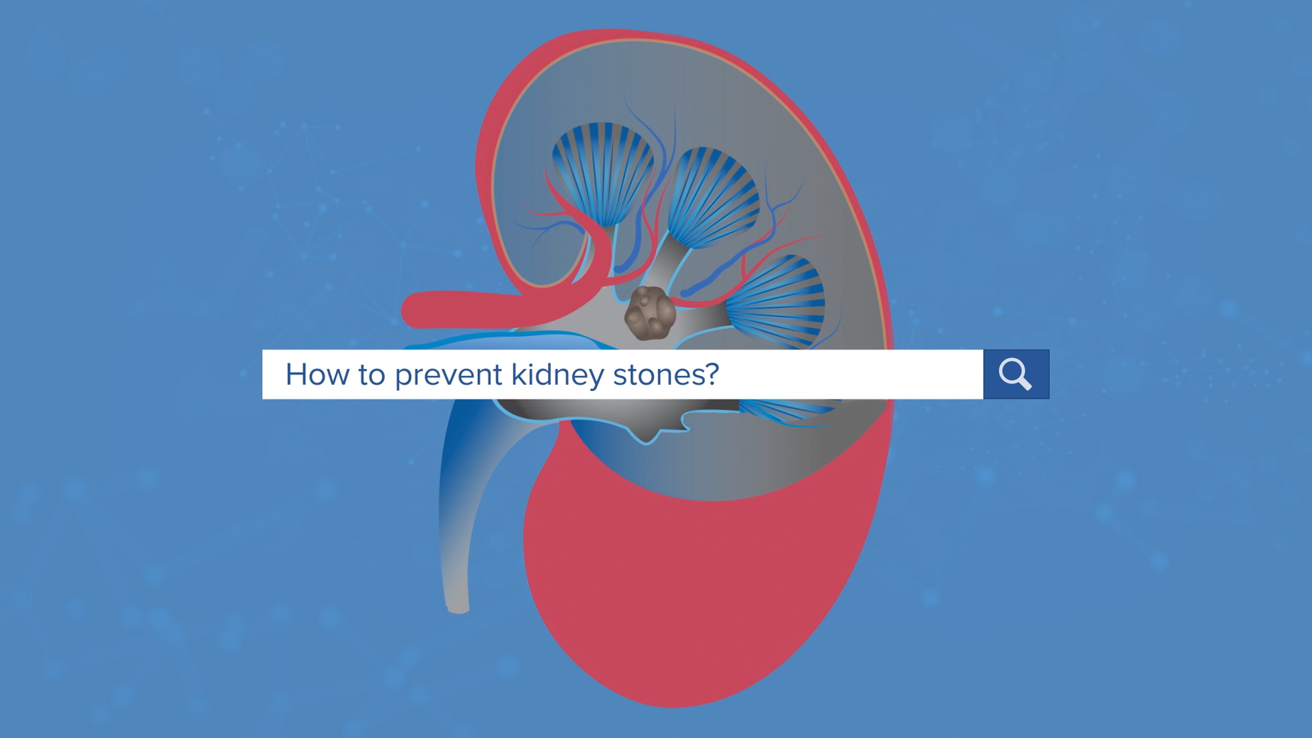 illustration of a kidney