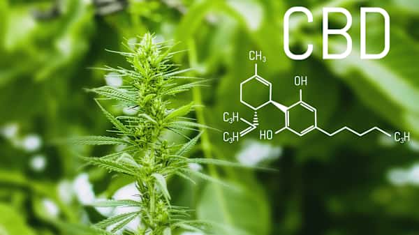 Can Cannabinoids Help Lupus and Other Diseases? | News