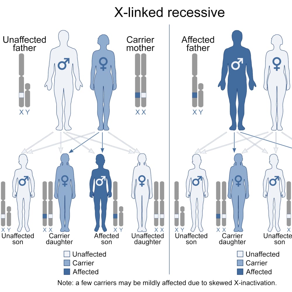 Diagram demonstrating X-linked recessive inheritance