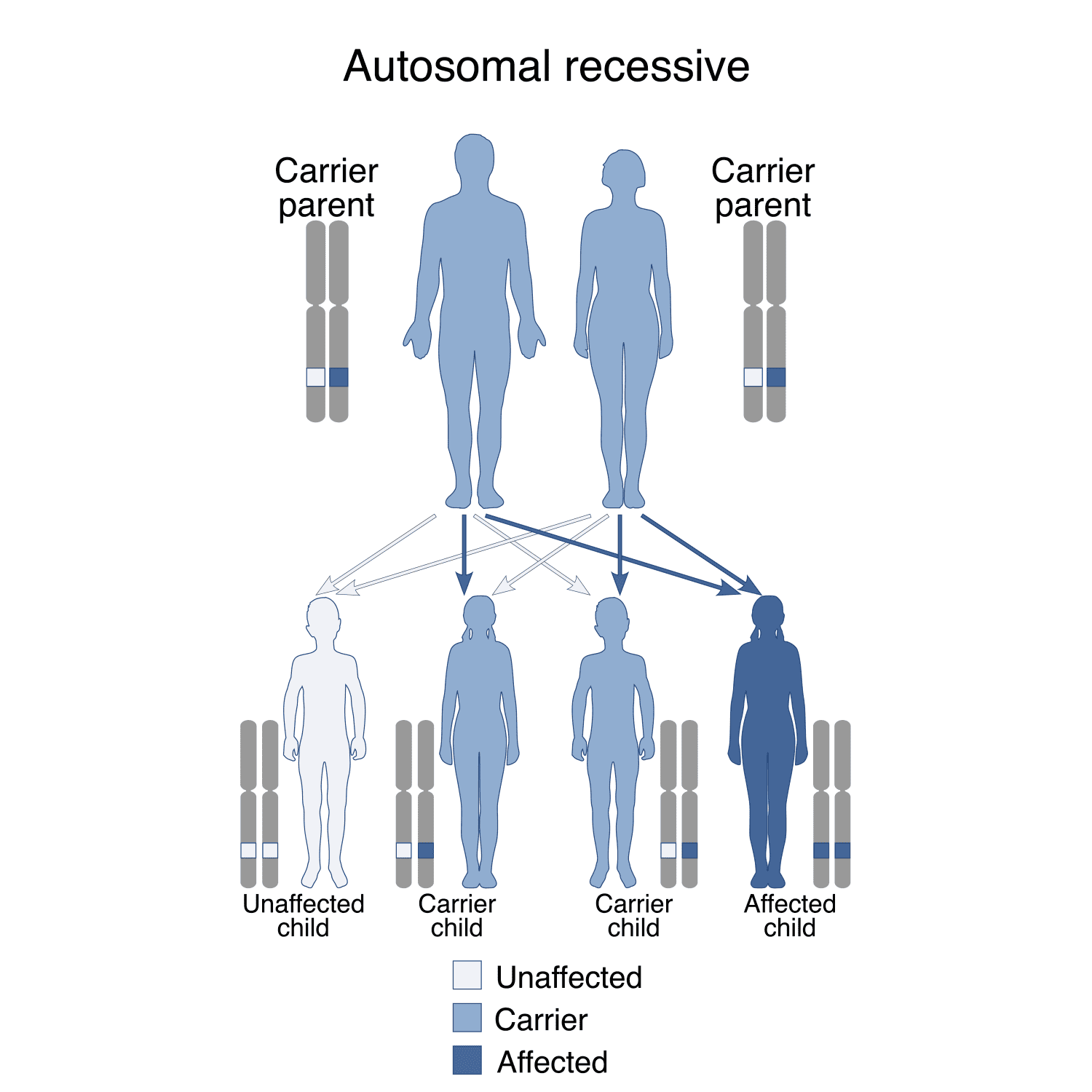 Diagram demonstrating autosomal recessive inheritance