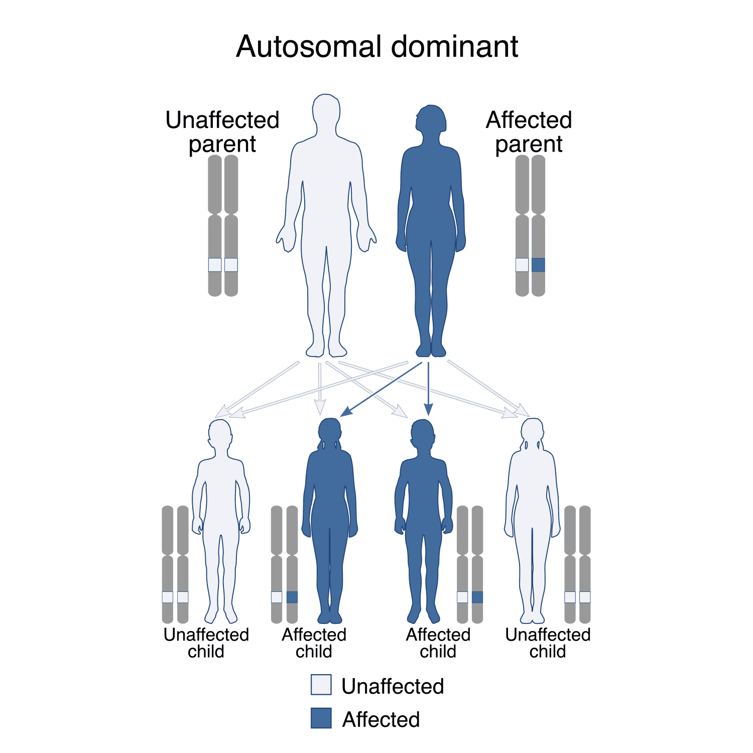 Diagram demonstrating autosomal dominant inheritance