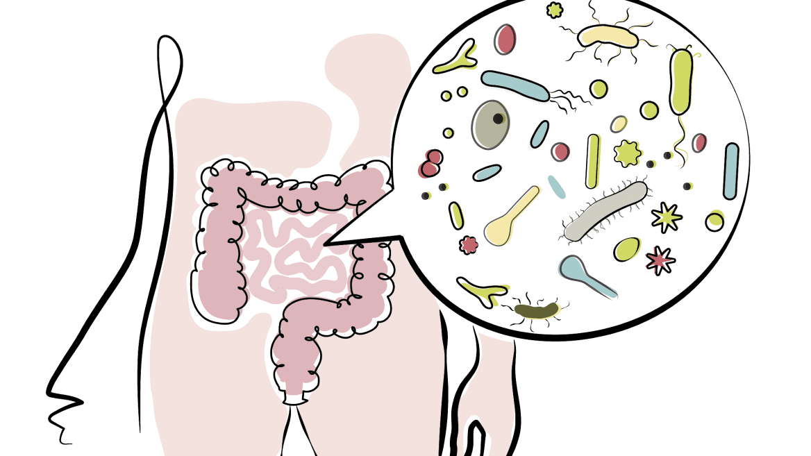 Illustration of the gut microbiome