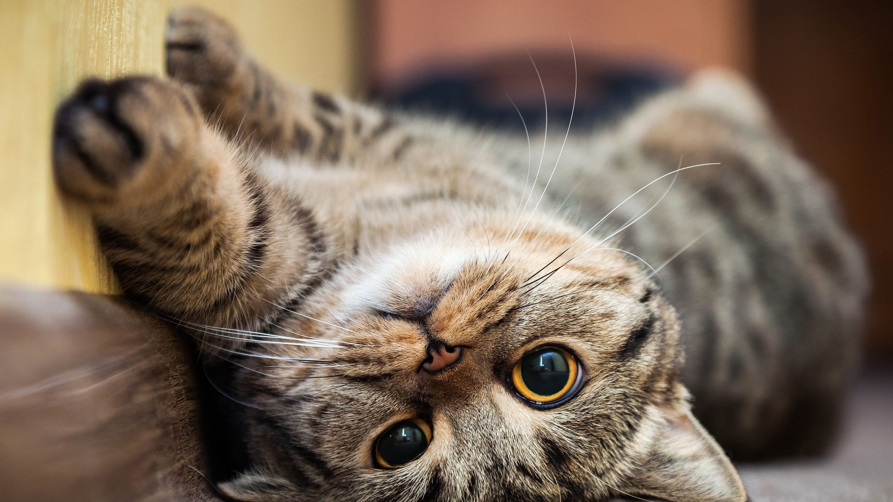 Cute-cat-lying-on-his-back-on-the-carpet.-Breed-British-mackerel-with-yellow-eyes-and-a-bushy-mustache.-Close-up-e1573490045672