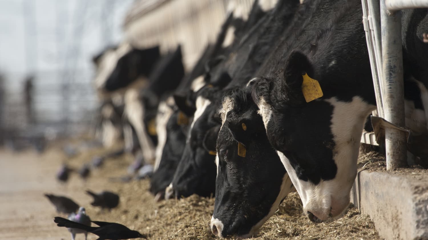 birds and cows, representing spread of H5N1, or bird flu