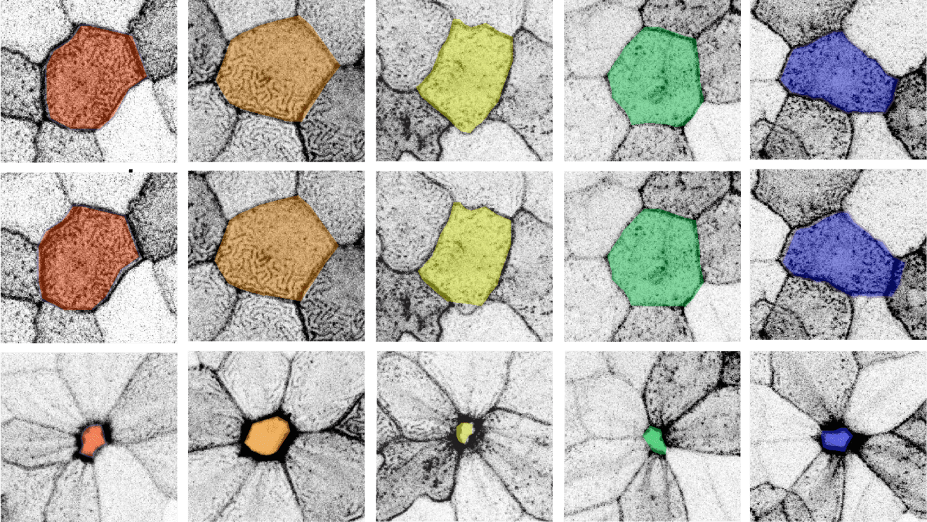 Unlocking the Skin’s Natural Healing Power