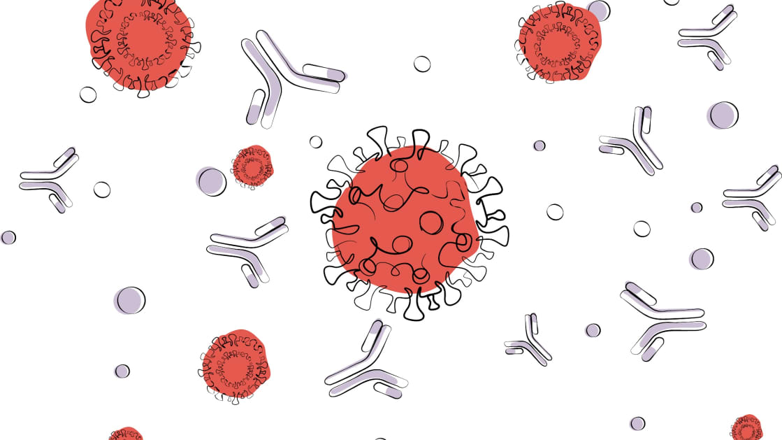 antibodies and virus cells