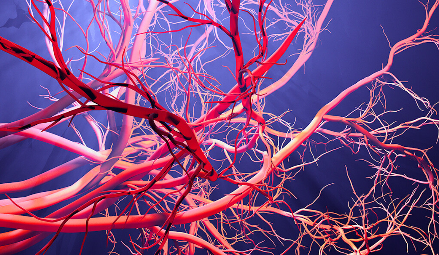 Расширение артериальных сосудов. Кровеносные сосуды кровеносные сосуды. Кровеносные сосуды человека фото. Клетки кровеносных сосудов.
