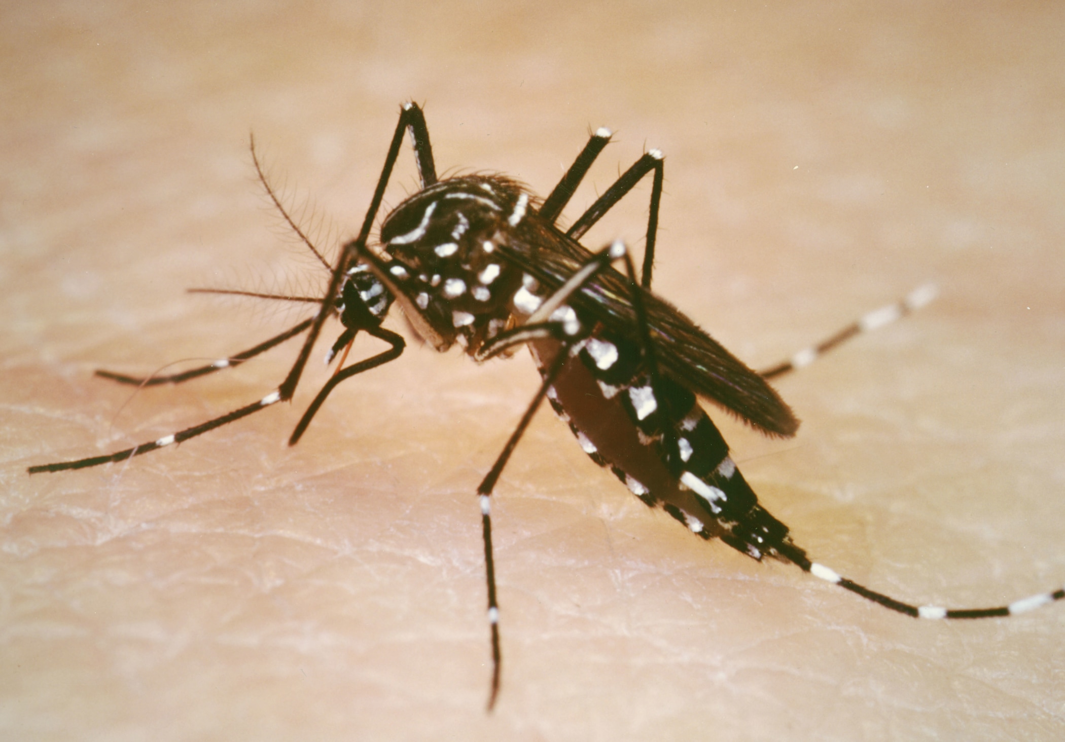 aggressive-and-human-loving-aedes-aegypti-mosquito-spreading-zika-and