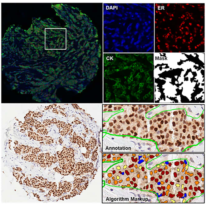 The Rimm Lab | Rimm Lab