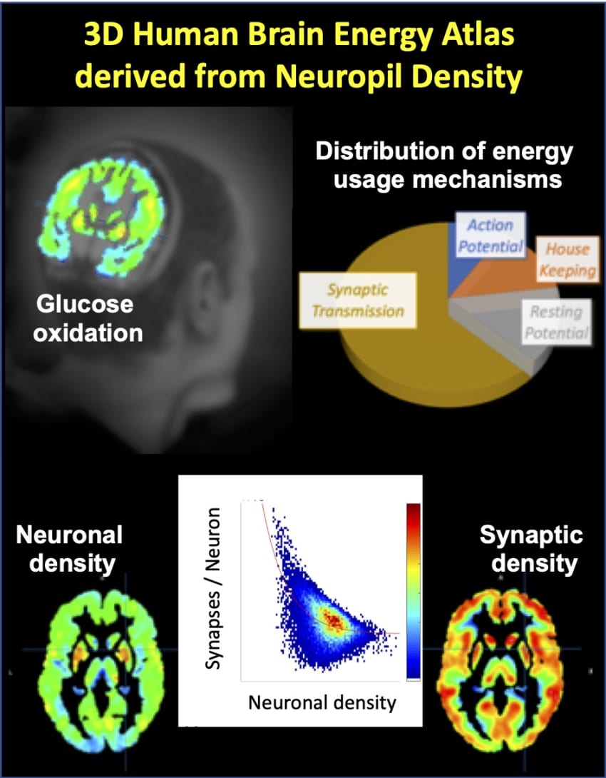 Brain Energy Atlas Project | Brain Energy Atlas Project