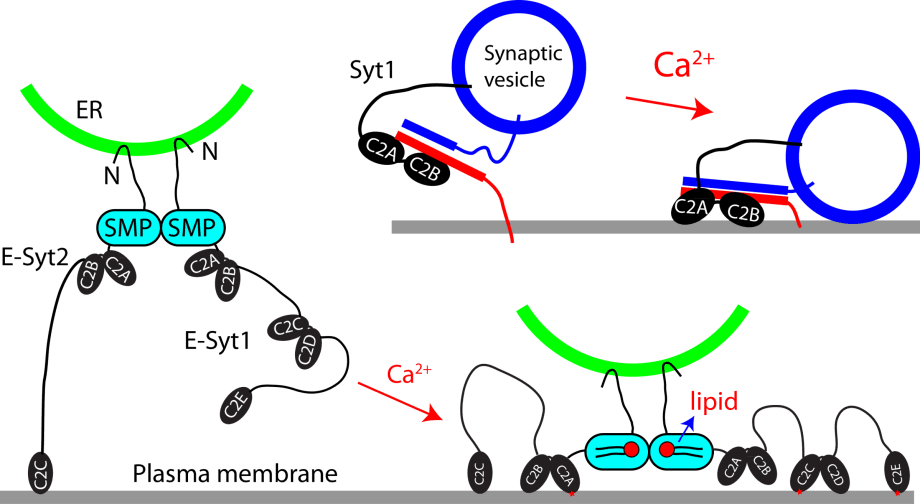 Membrane Protein Folding, Stability, and Protein-Membrane