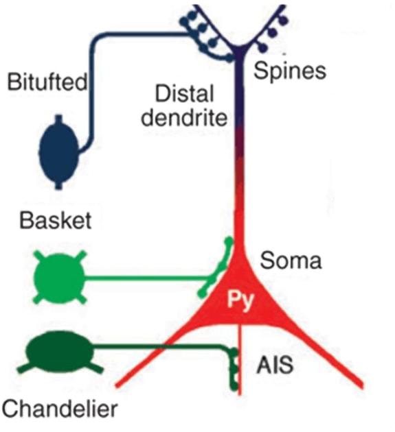 Dendriten Synapse