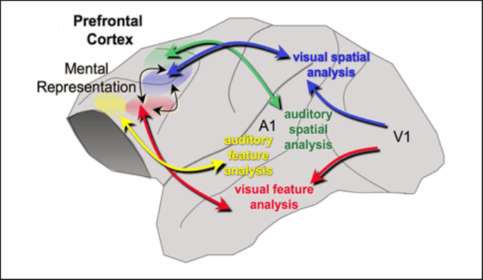 Prefrontal Cortex - neuronal networks subserving working memory: The ...