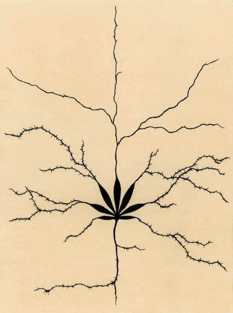 Cannabis use disorder may increase risk for certain psychiatric illnesses