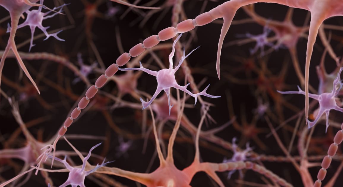 Alcohol Use Disorder Harms the Brain’s Immune System Earlier in Women < Yale School of Medicine
