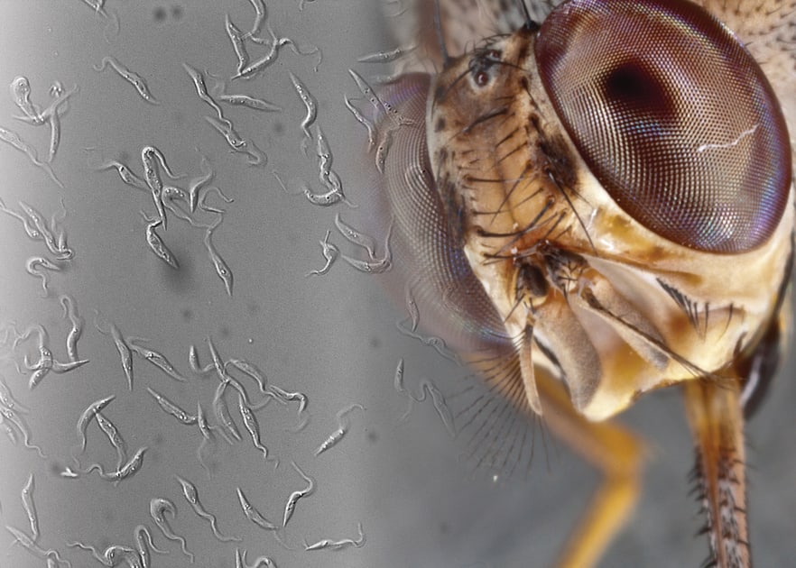 A Tsetse Fly's Bite Can be Fatal. New YSPH Research Takes a Step Toward  Ending That < Yale School of Public Health