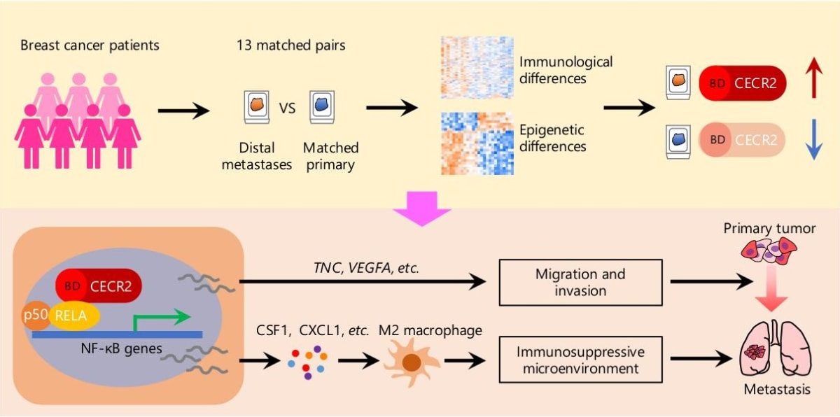 new research on triple negative breast cancer