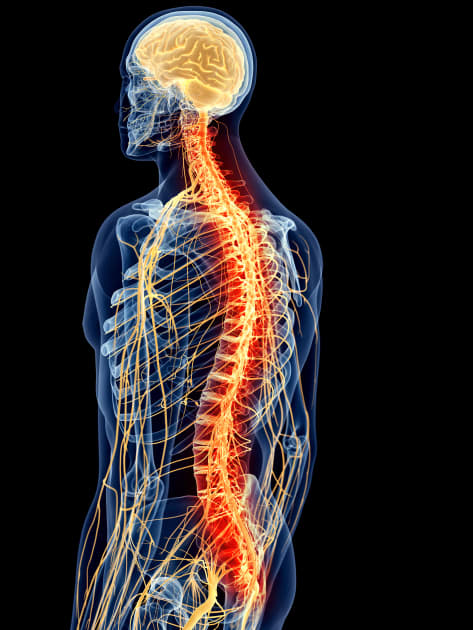Central Nervous System Inflammation A Pathway And Possible Drug Target Yale School Of Medicine