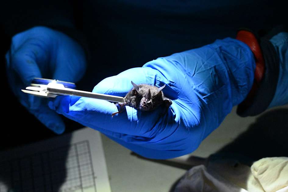 Forecasting the next pandemic