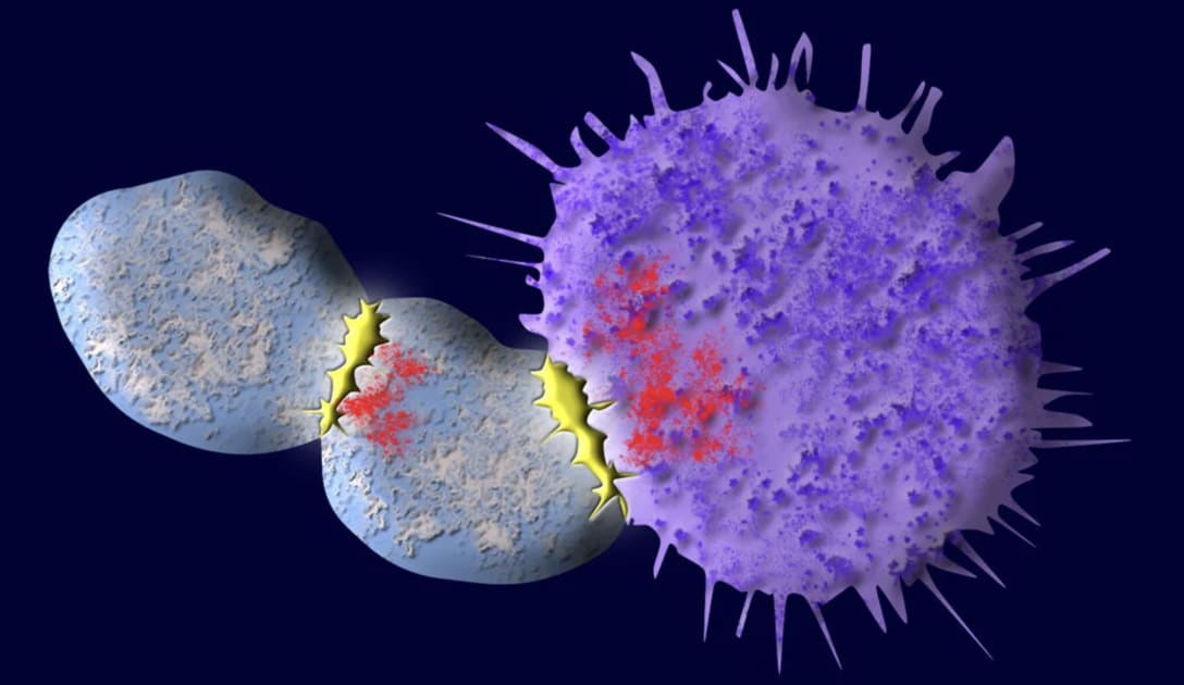 Yale Scientists Develop A New Approach To Strengthen Car T Cell Therapy For Cancer Treatment