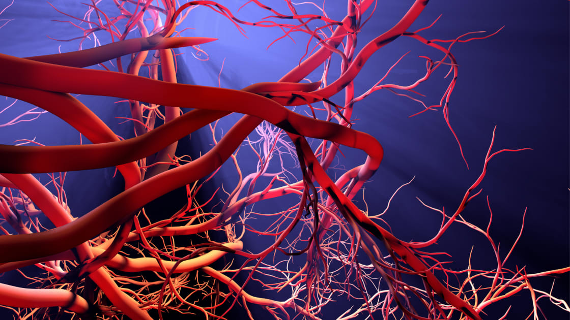 Yale Study Identifies How Blood Flow Determines Artery Diameter