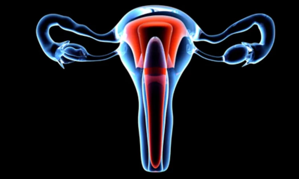 Stem Cell Research Uncovers Clues to Tissue Repair That Could Help Heal the Uterus and More - Vimarsana News