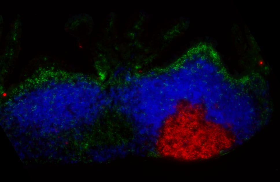 ysm-res.cloudinary.com image