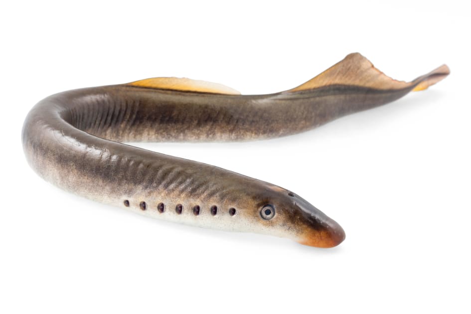 Jawless Lamprey Takes a Bite out of Oncogene Evolution
