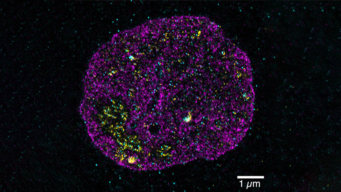 Supersize the Cell Unlocking Secrets of the Genome Through Expansion