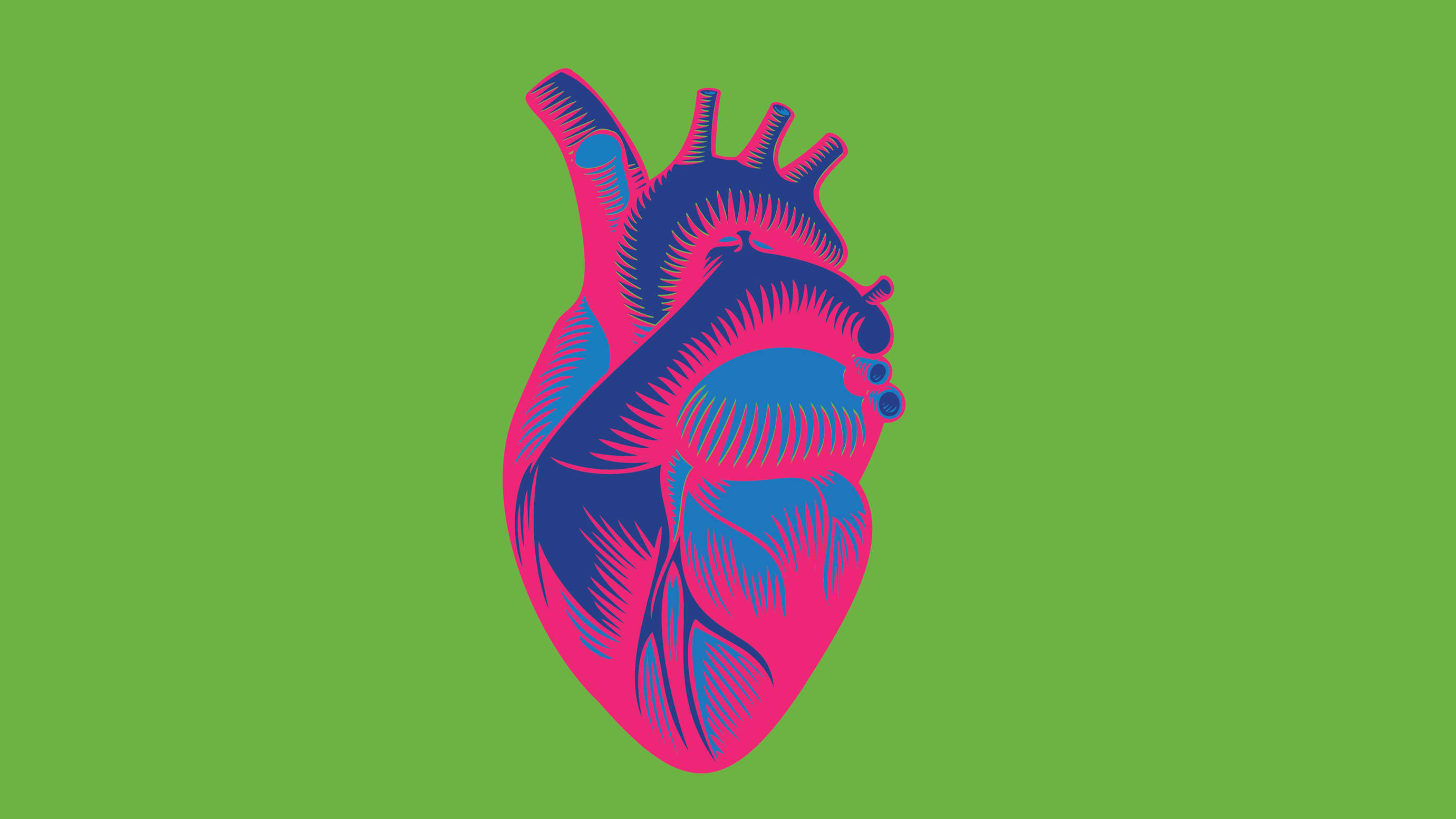 Anatomical illustration of a green and blue heart on a bright green background.